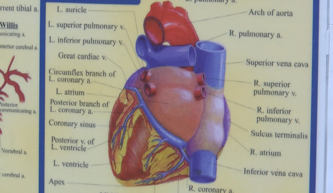 Heart disease is the leading cause of death for women in the U.S., doctors say take care of your heart before it’s too late | Community | wlfi.com
