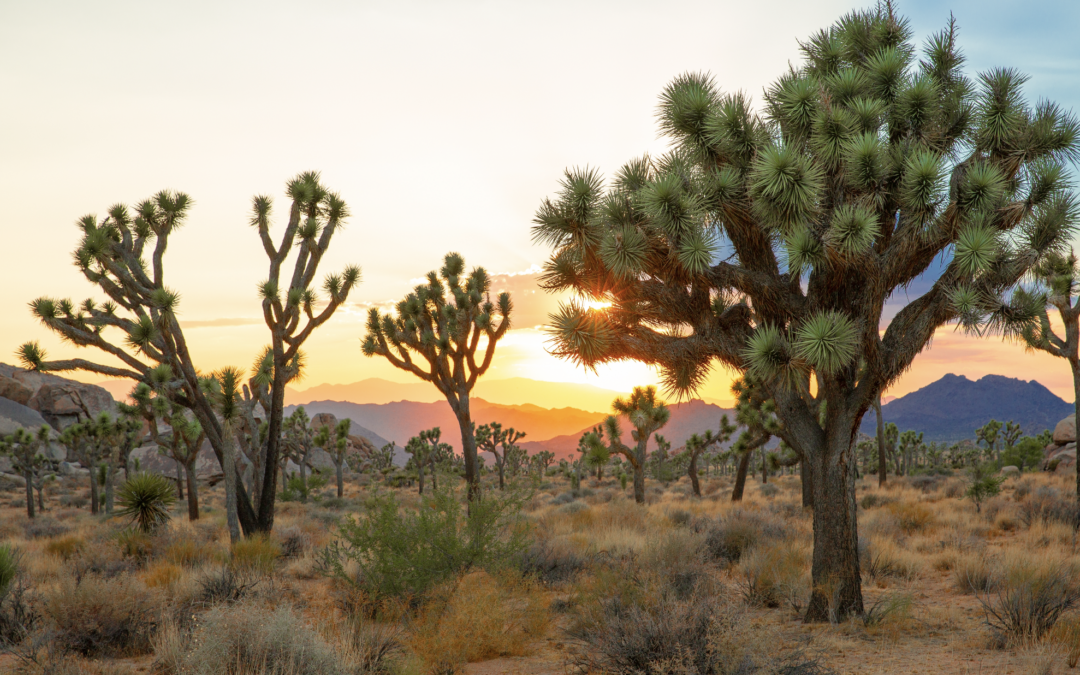 Spring Travel Trends Show Americans Choosing the Outdoors Over Big Cities