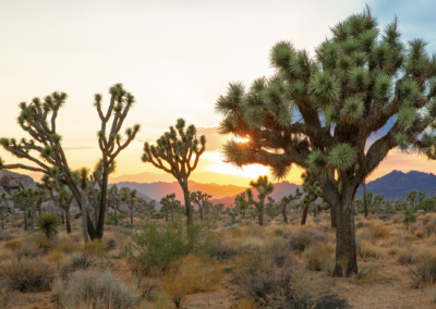 Spring Travel Trends Show Americans Choosing the Outdoors Over Big Cities