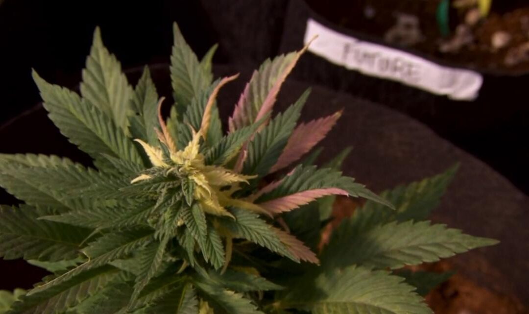New Medicare pilot program reimburses seniors for cannabis medications through a doctor | 9news.com