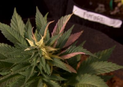 New Medicare pilot program reimburses seniors for cannabis medications through a doctor | 9news.com