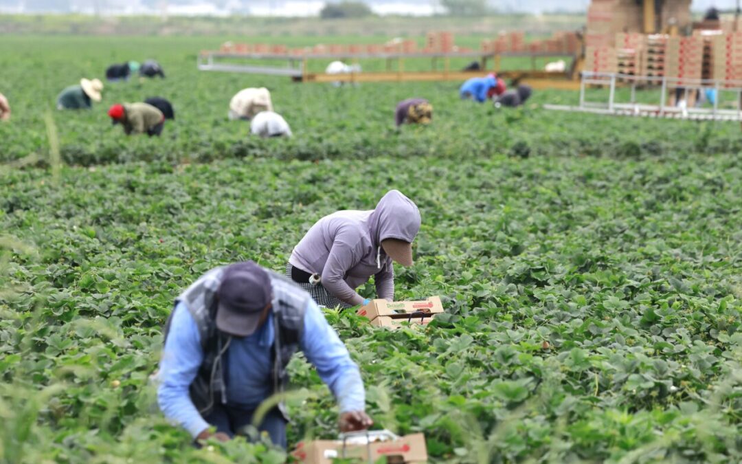 Republicans want changes to popular visa for farm laborers : NPR