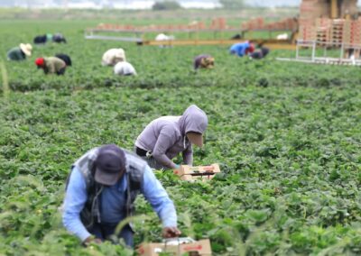 Republicans want changes to popular visa for farm laborers : NPR